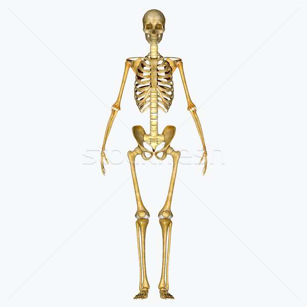 Stock photo: human skeleton
