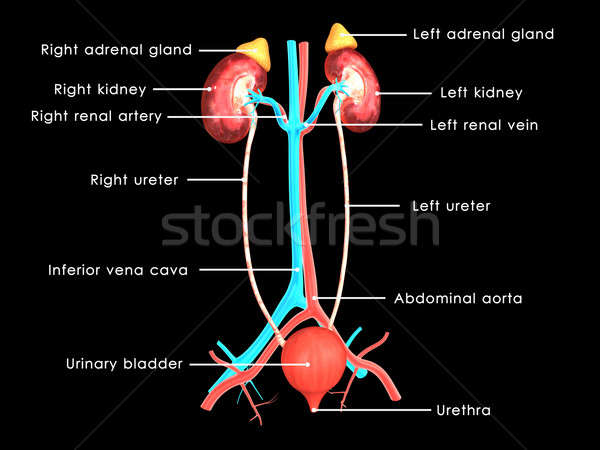 Kidneys Stock photo © 7activestudio
