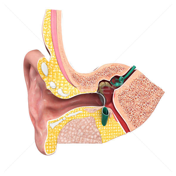 Ureche anatomie organ suna nu SIDA Imagine de stoc © 7activestudio