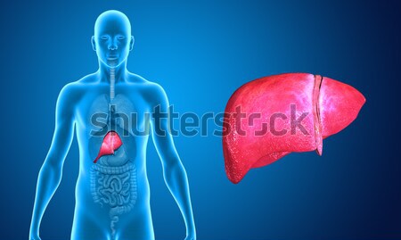 Humanismo coração muscular órgão outro animais Foto stock © 7activestudio