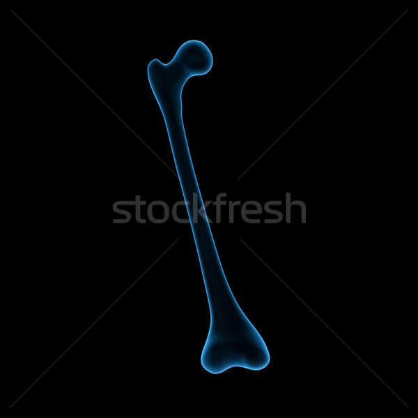 Humerus Stock photo © 7activestudio