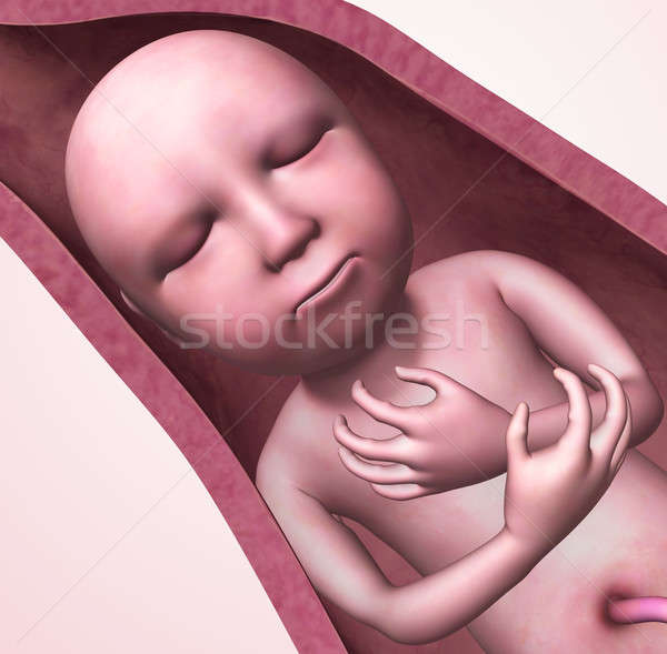 Stockfoto: Baby · baarmoeder · menselijke · ontwikkeling · foetus · foetus
