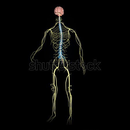 Nervensystem Tiere Körper unterschiedlich Teile nervös Stock foto © 7activestudio