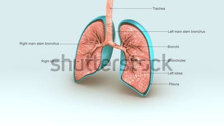 Human Lungs Stock photo © 7activestudio