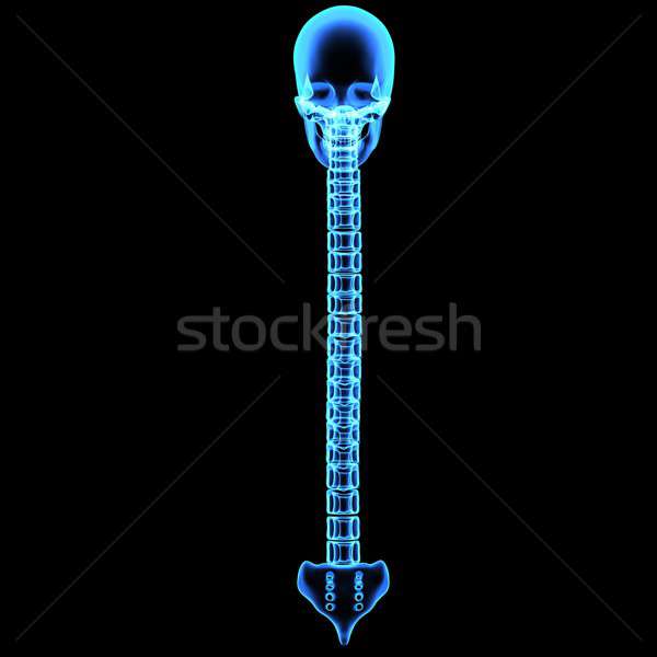 Crâne Retour osseuse humaine structure tête [[stock_photo]] © 7activestudio