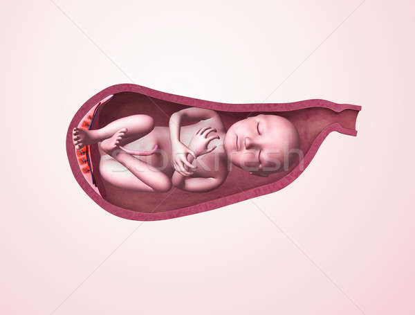 嬰兒 子宮 人的 發展 胎兒 胎兒 商業照片 © 7activestudio