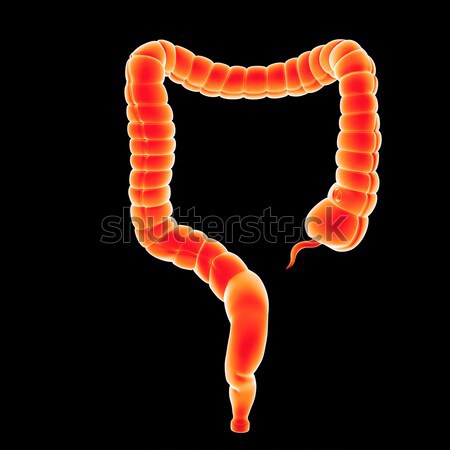 Mare colon intestine trecut sistemul digestiv vertebrate Imagine de stoc © 7activestudio