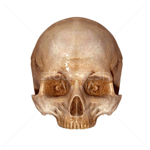 Insan kafatası yapı kafa iskelet yüz Stok fotoğraf © 7activestudio