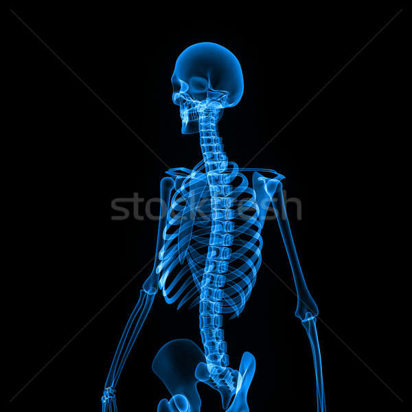 Ludzi szkielet wewnętrzny struktura ciało kości Zdjęcia stock © 7activestudio