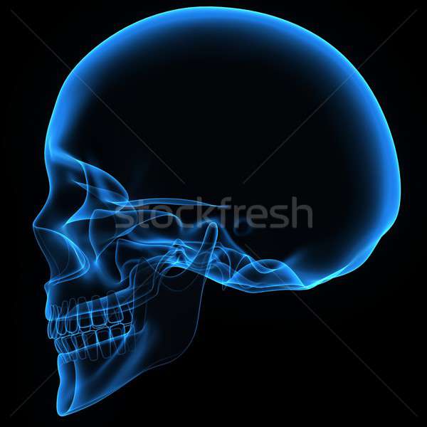 Human Skull Stock photo © 7activestudio