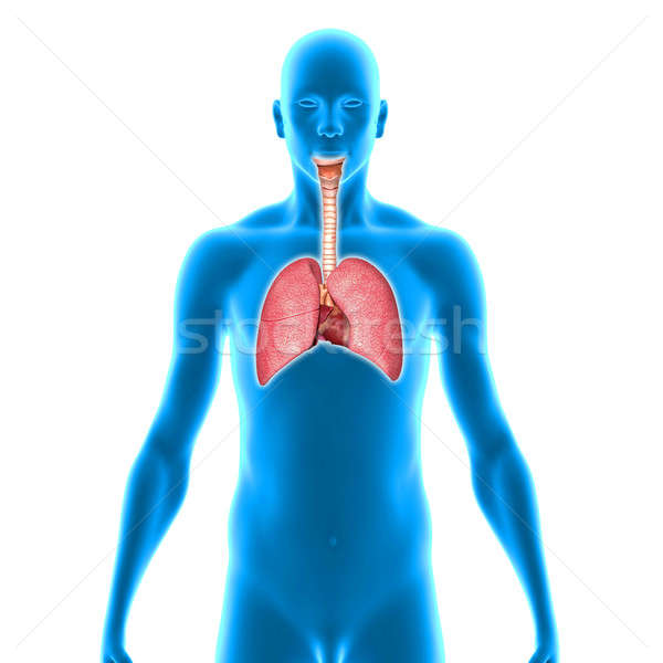 Płuco istotny organ wiele zwierząt Zdjęcia stock © 7activestudio