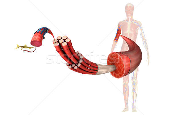 Muscular anatomie moale animale proteina Imagine de stoc © 7activestudio