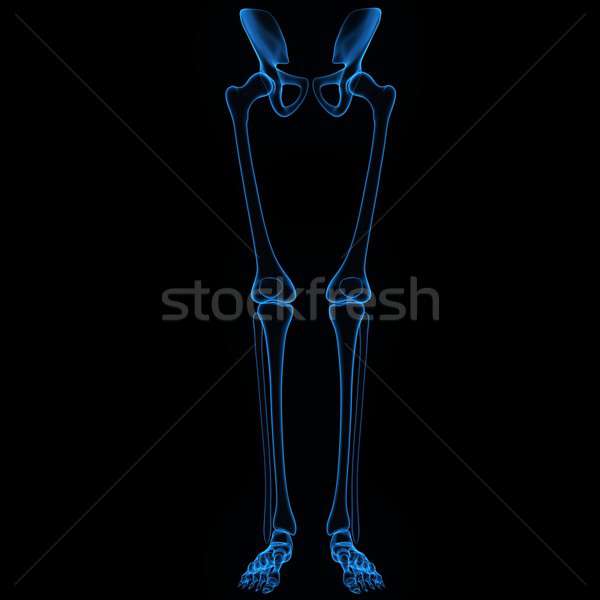 Skeleton legs Stock photo © 7activestudio