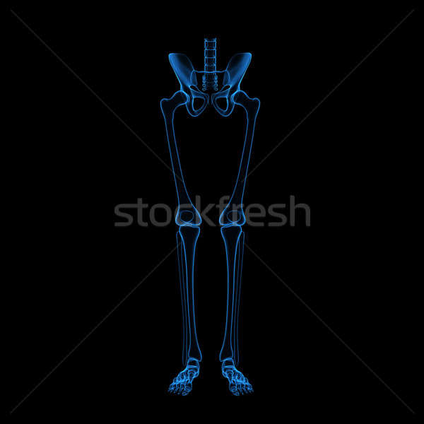 Szkielet nogi struktury ciało życia puszka Zdjęcia stock © 7activestudio