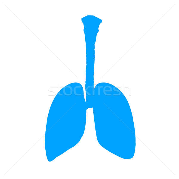 Menschlichen Organe zwei richtig Lunge drei Stock foto © 7activestudio