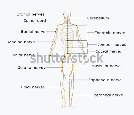 Nerven Nerven lange schlank Neuronen Nervensystem Stock foto © 7activestudio