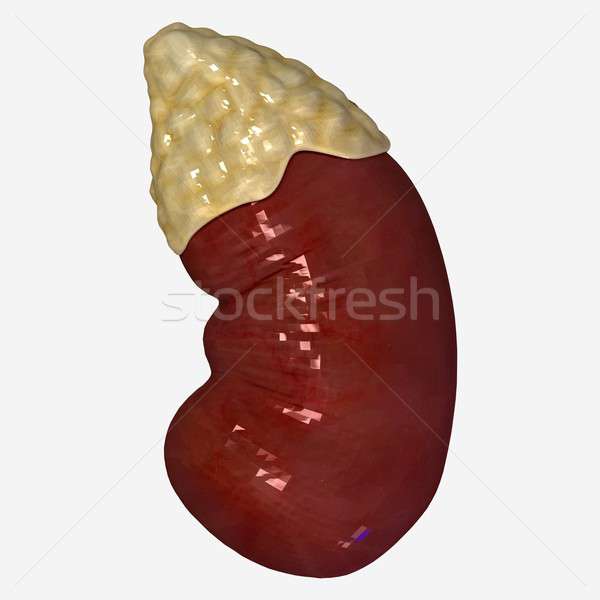 Niere Organe mehrere Wirbeltiere Stock foto © 7activestudio
