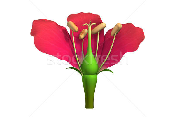 Imagine de stoc: Floare · structura · floare · floare · inflorire · plante