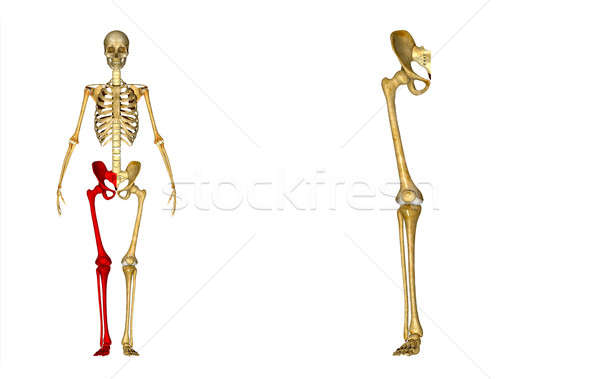 Skeleton legs Stock photo © 7activestudio