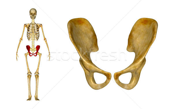 Pelvic hip Stock photo © 7activestudio