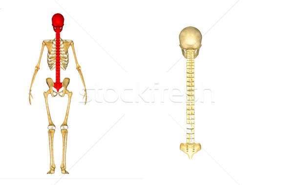 Czaszki powrót kości ludzi struktury głowie Zdjęcia stock © 7activestudio