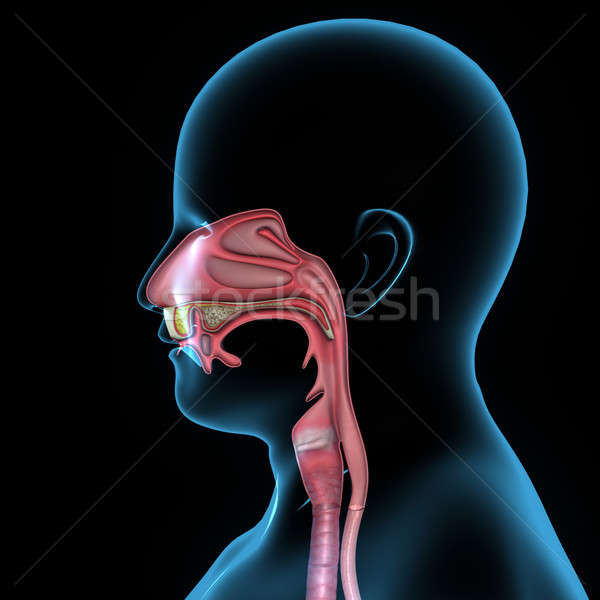 Mund Anatomie Anatomie des Menschen erste Teil Kanal Stock foto © 7activestudio