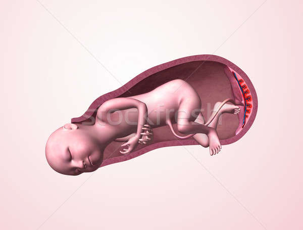 Bebê útero humanismo desenvolvimento feto feto Foto stock © 7activestudio