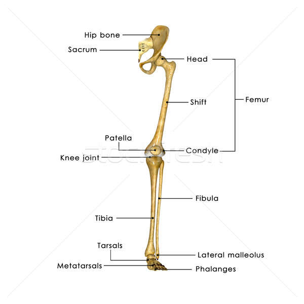 Schelet picioare structura corp viaţă putea Imagine de stoc © 7activestudio