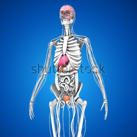 Sistema nervioso animales cuerpo diferente nervioso Foto stock © 7activestudio