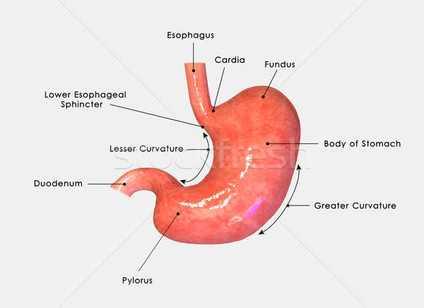 Estômago muscular oco sistema digestivo importante órgão Foto stock © 7activestudio
