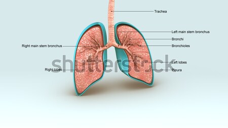 Lungs and heart Stock photo © 7activestudio