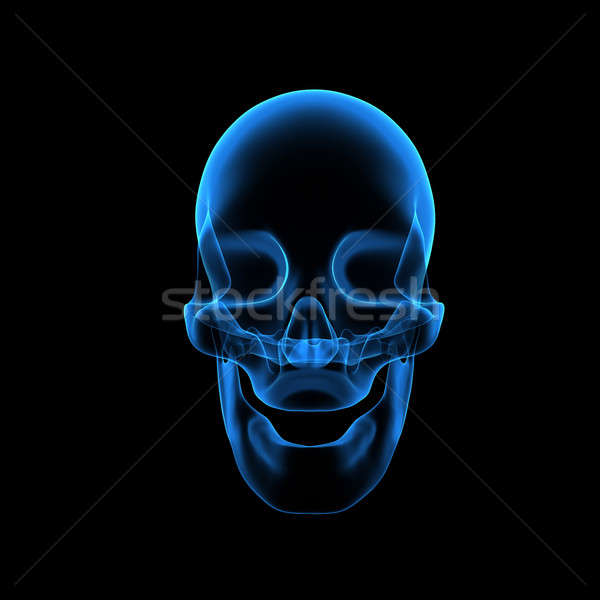 Humaine crâne structure tête squelette visage [[stock_photo]] © 7activestudio