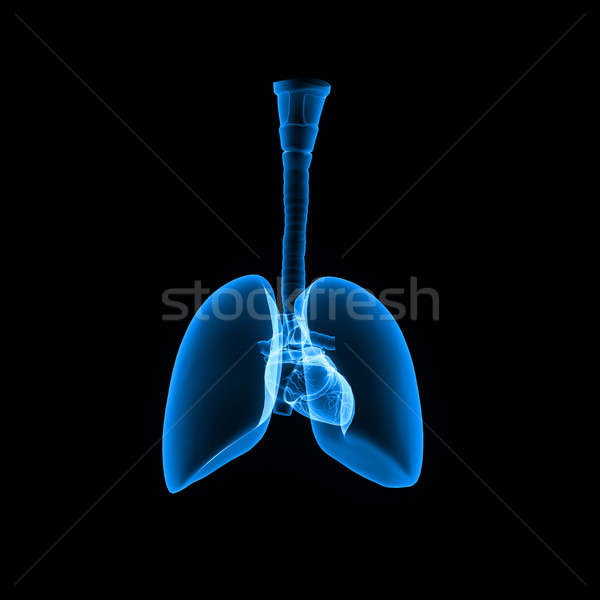 Menschlichen Organe zwei richtig Lunge drei Stock foto © 7activestudio