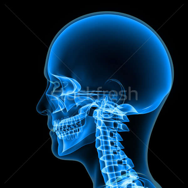 Ludzi czaszki struktury głowie szkielet twarz Zdjęcia stock © 7activestudio