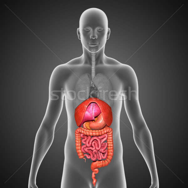 Stock photo: Human Organs