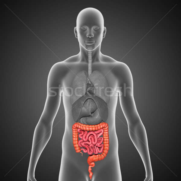 Mic mare colon intestine trecut sistemul digestiv Imagine de stoc © 7activestudio