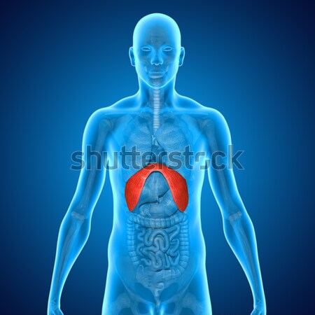 Mic intestine stomac mare digestie alimente Imagine de stoc © 7activestudio