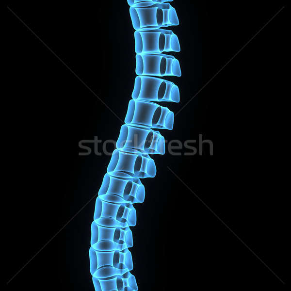 Columna columna vertebral espina estructura vertebrados individual Foto stock © 7activestudio