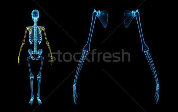 Skelett Hand Abschluss Arm Affen wenig Stock foto © 7activestudio