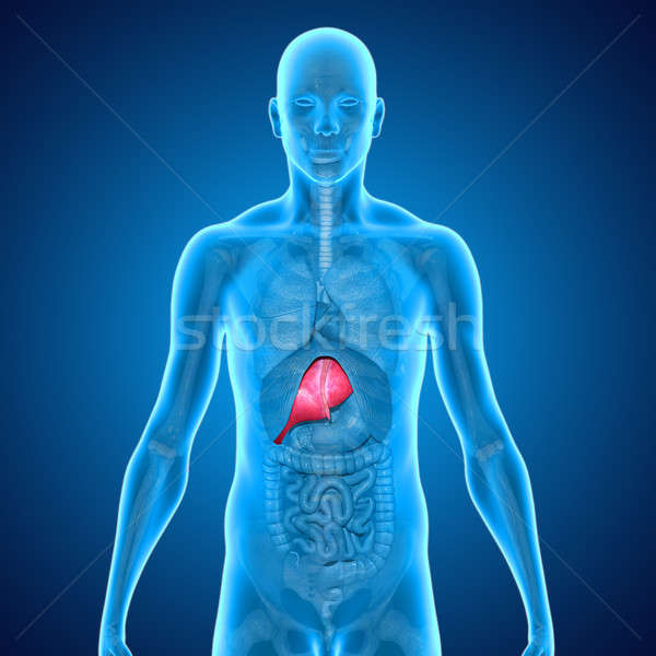 Hígado vital órgano vertebrados otro humanos Foto stock © 7activestudio