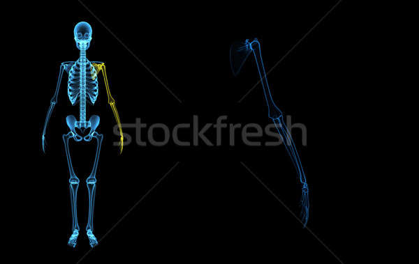 Csontváz kéz befejezés kar majmok kevés Stock fotó © 7activestudio