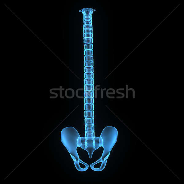 欄 骨幹 脊柱 結構 脊椎動物 個人 商業照片 © 7activestudio