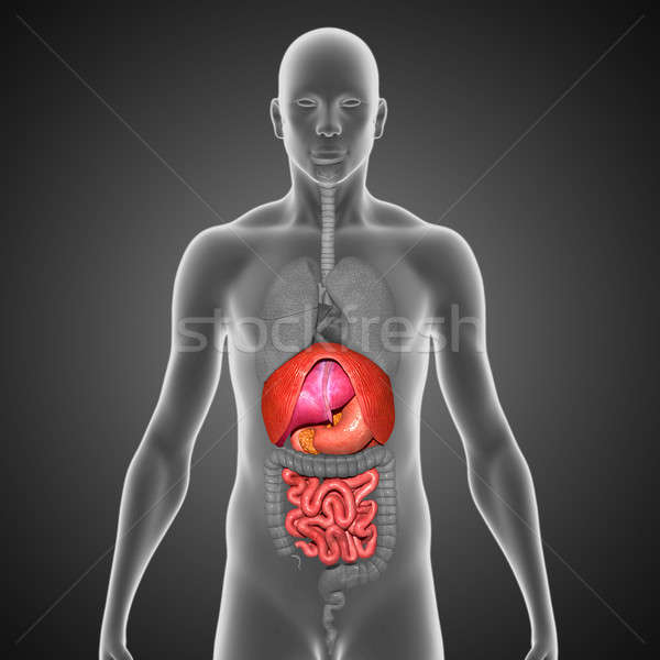 Umani organi corpo struttura testa collo Foto d'archivio © 7activestudio