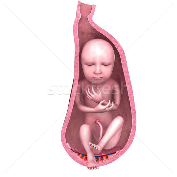 Baby Gebärmutter menschlichen Entwicklung Fötus Fötus Stock foto © 7activestudio
