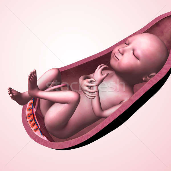 Baby in womb Stock photo © 7activestudio