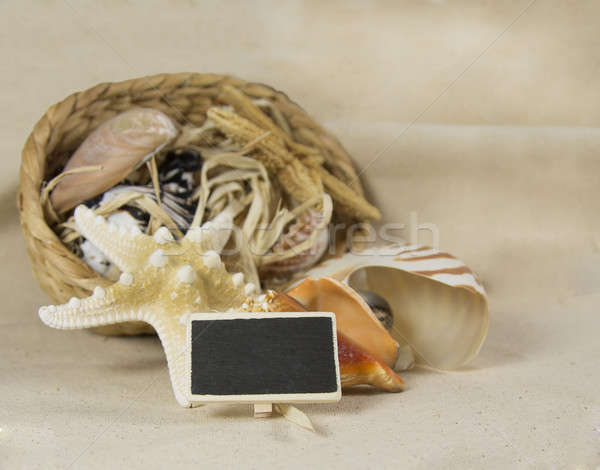 Mar concha natureza morta conchas lona praia Foto stock © 808isgreat