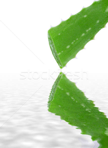 aloe vera plant leaf reflecting on water Stock photo © 808isgreat