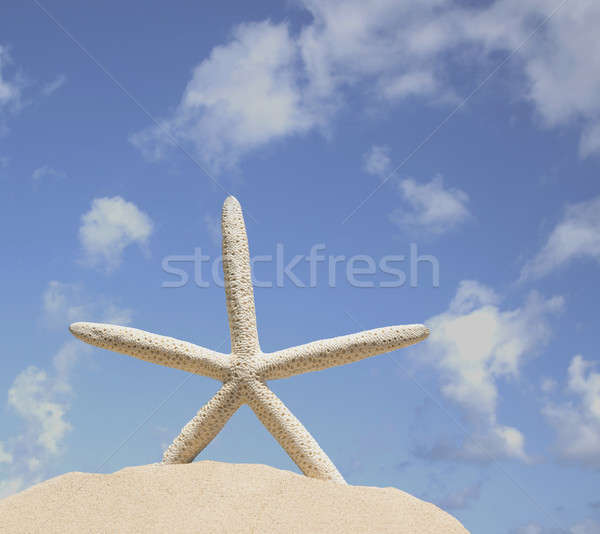 Starfish areia blue sky céu mar verão Foto stock © 808isgreat
