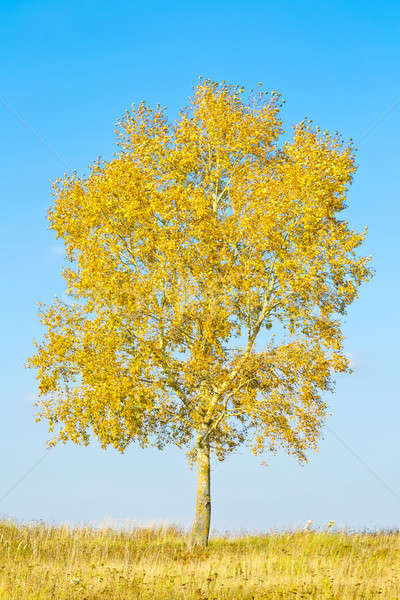 Baum Herbst Bereich gelb Laub Gras Stock foto © a2bb5s