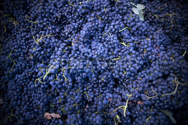 Harvesting crush able grapes Stock photo © ABBPhoto